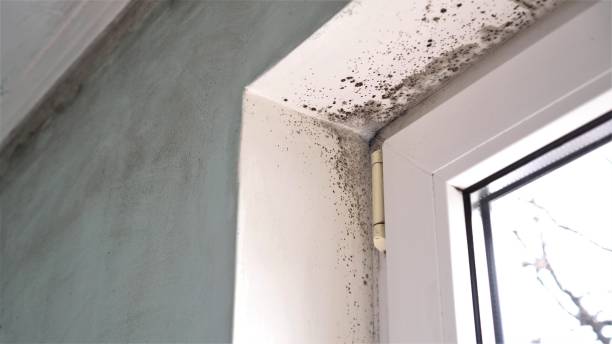 Best Professional Mold Removal  in Holt, MI