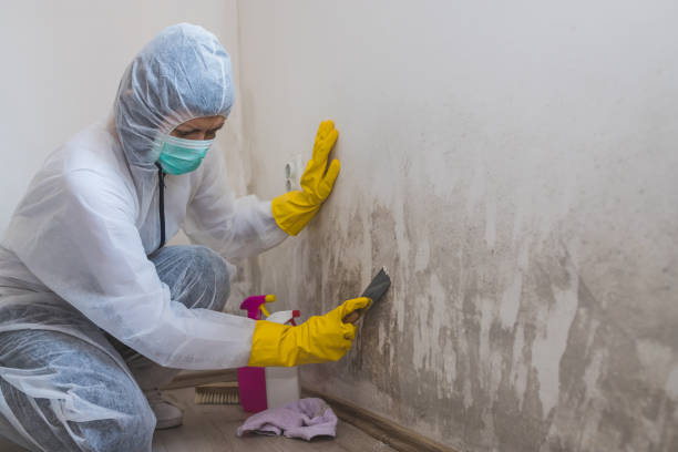 Best Mold Removal Process  in Holt, MI