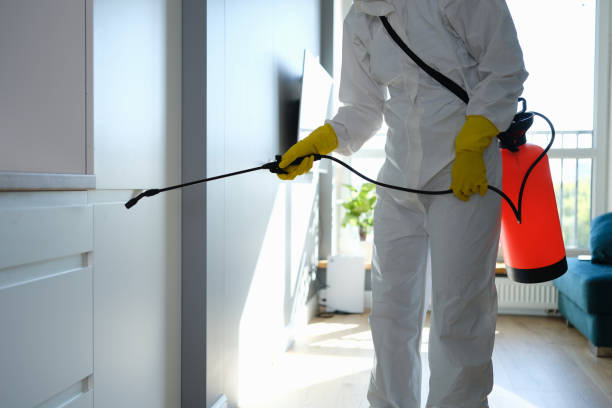 Best Mold Remediation  in Holt, MI
