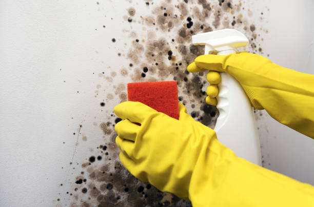 Best Mold Testing  in Holt, MI