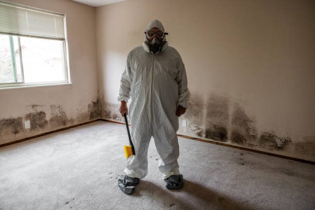 Best Mold Remediation  in Holt, MI