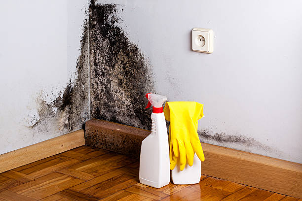 Best Residential Mold Removal  in Holt, MI