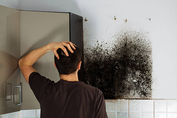 Mold Removal Process in Holt, MI